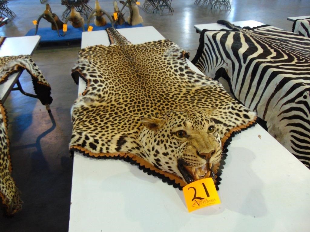 Vintage African Leopard Skin Rug Tx