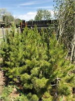 Misc Pinion & Lodge Pole Pine Trees